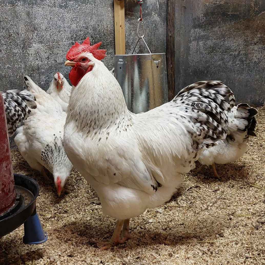 4 Tips for Raising Delaware Chicken