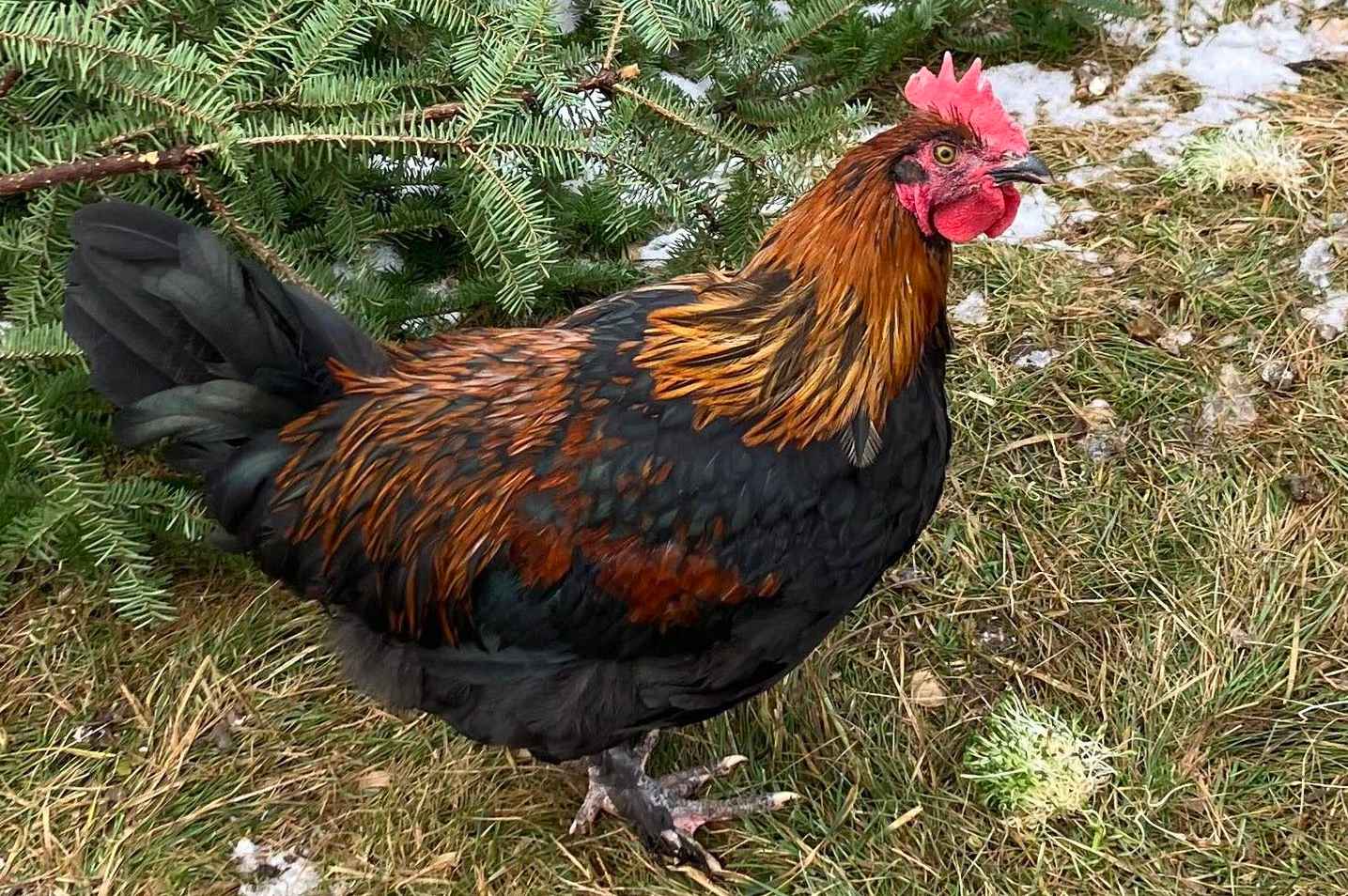 Black Copper Marans Size, Appearance, Temperament and More