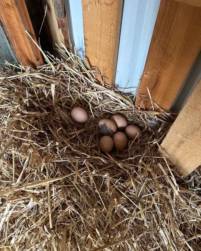 Blue Laced Red Wyandotte Are They Great for Egg Production