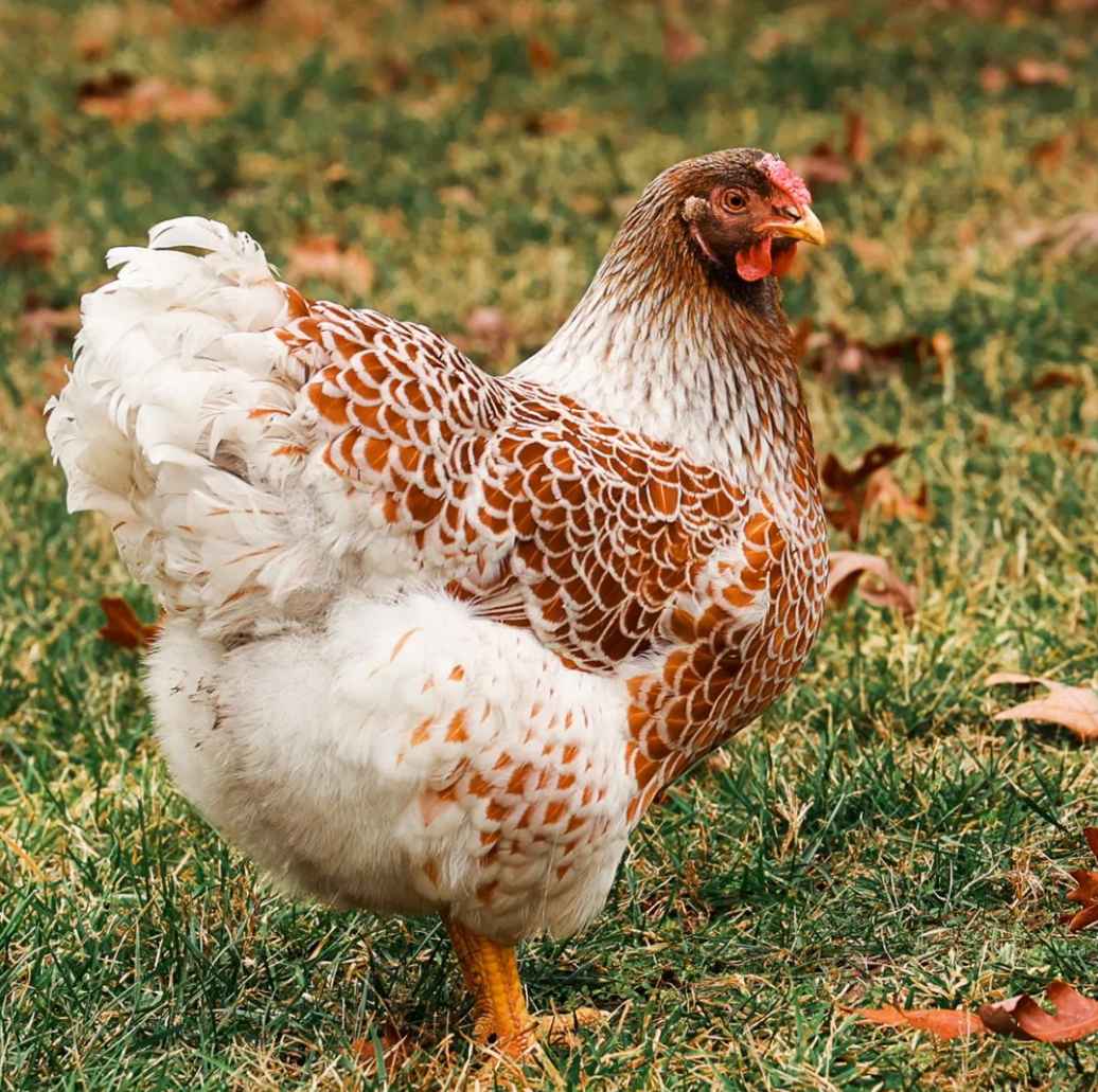 Blue-Laced Red Wyandotte Profile