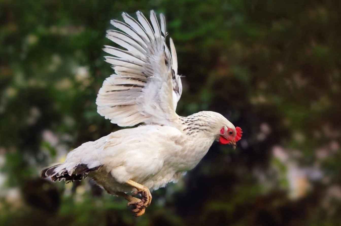 Can Chickens Fly (Fly Distance, Height, Speed)