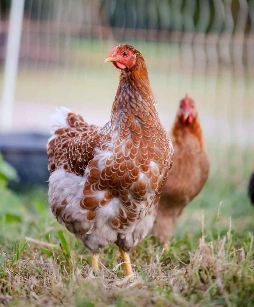 Care Guide for Blue-Laced Red Wyandotte