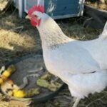 Delaware Chicken: Appearance, Temperament and More