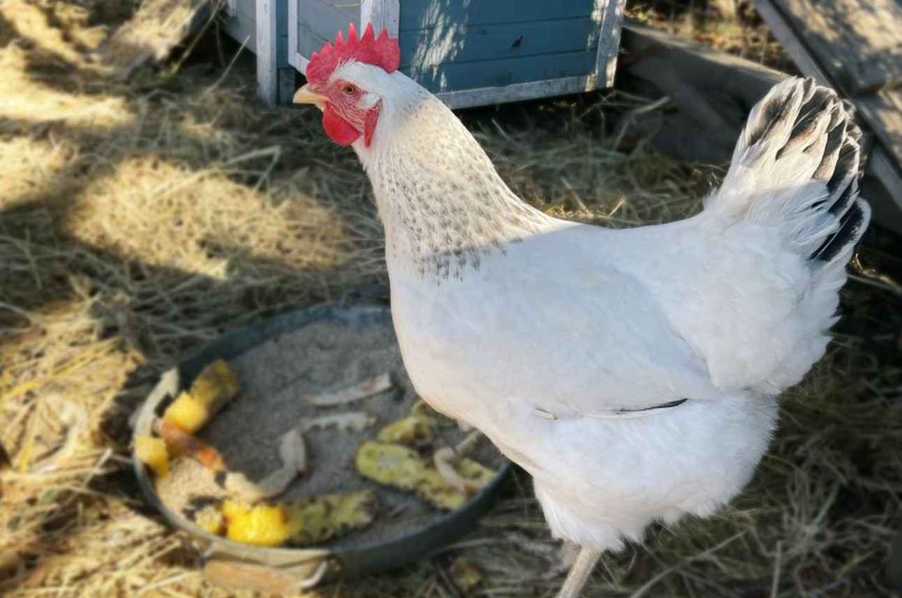 Delaware Chicken Appearance, Temperament and More