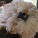 Frizzle Chicken: Breed Standard, Appearance, Care and More