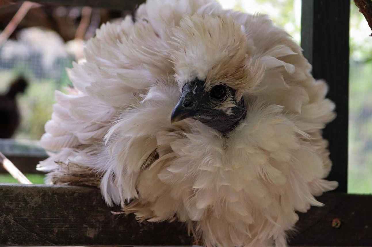 Frizzle Chicken Breed Standard, Appearance, Care and More
