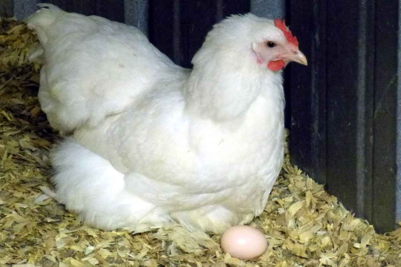What Chicken Breeds are More Broody