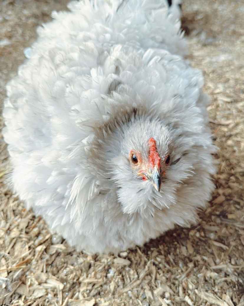 What do Frizzle Chickens Look Like