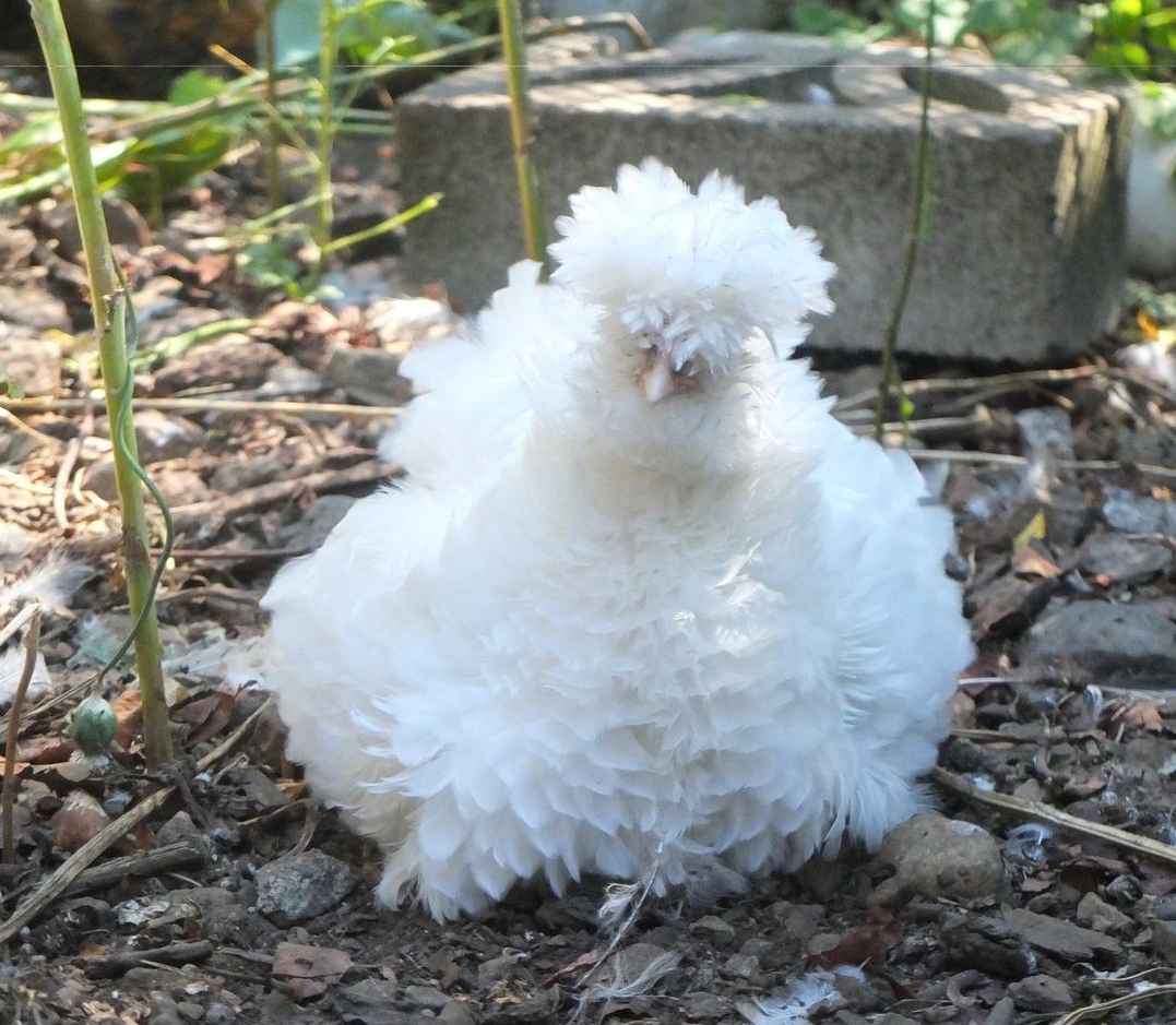 What is the Breed Standard for Frizzle Chickens