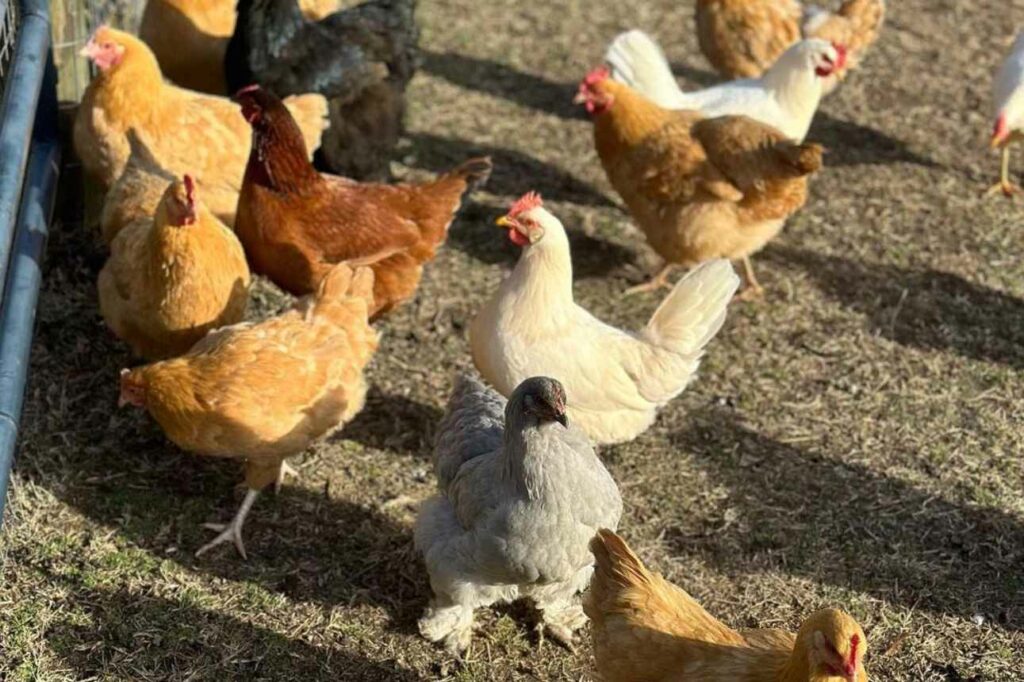 7 Best Laying Chicken Breeds Up To 350 Eggs Yearly 