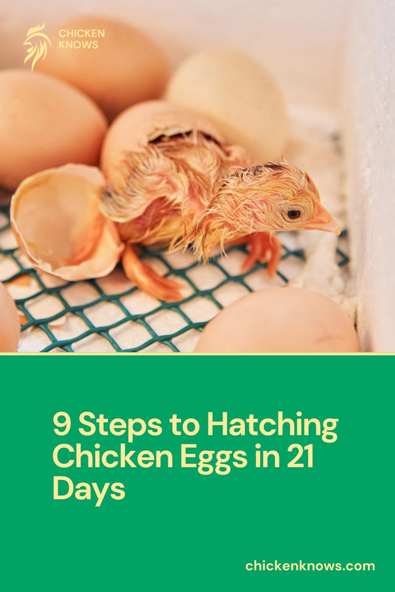 9 Steps to Hatching Chicken Eggs in 21 Days