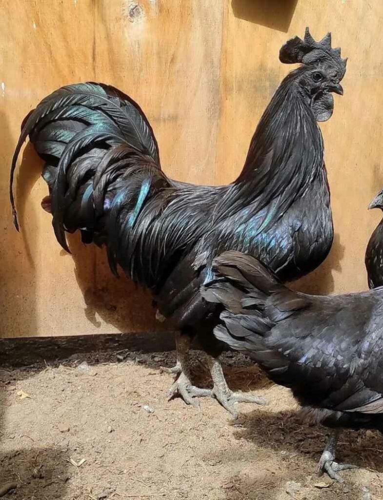 11 Best Black Chicken Breeds With Pictures
