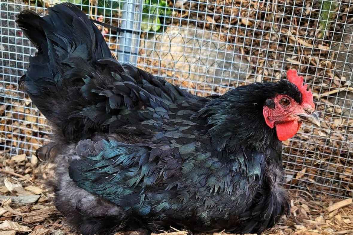 Black Cochin Chicken