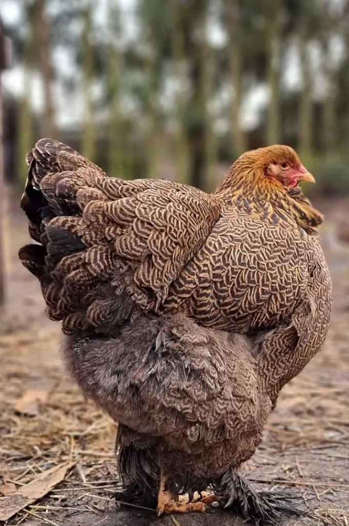 Brown Cochin Chicken