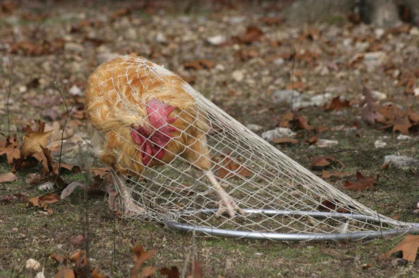 Catch your Chicken with a Fishing Net