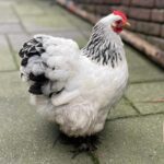 Cochin Chicken Guide: Size, Appearance, Temperament and More