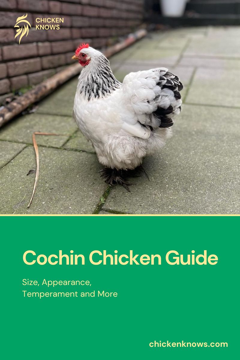 Cochin Chicken Guide Size, Appearance, Temperament and More