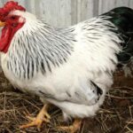 Colombian Wyandotte: Size, Appearance, Temperament and More