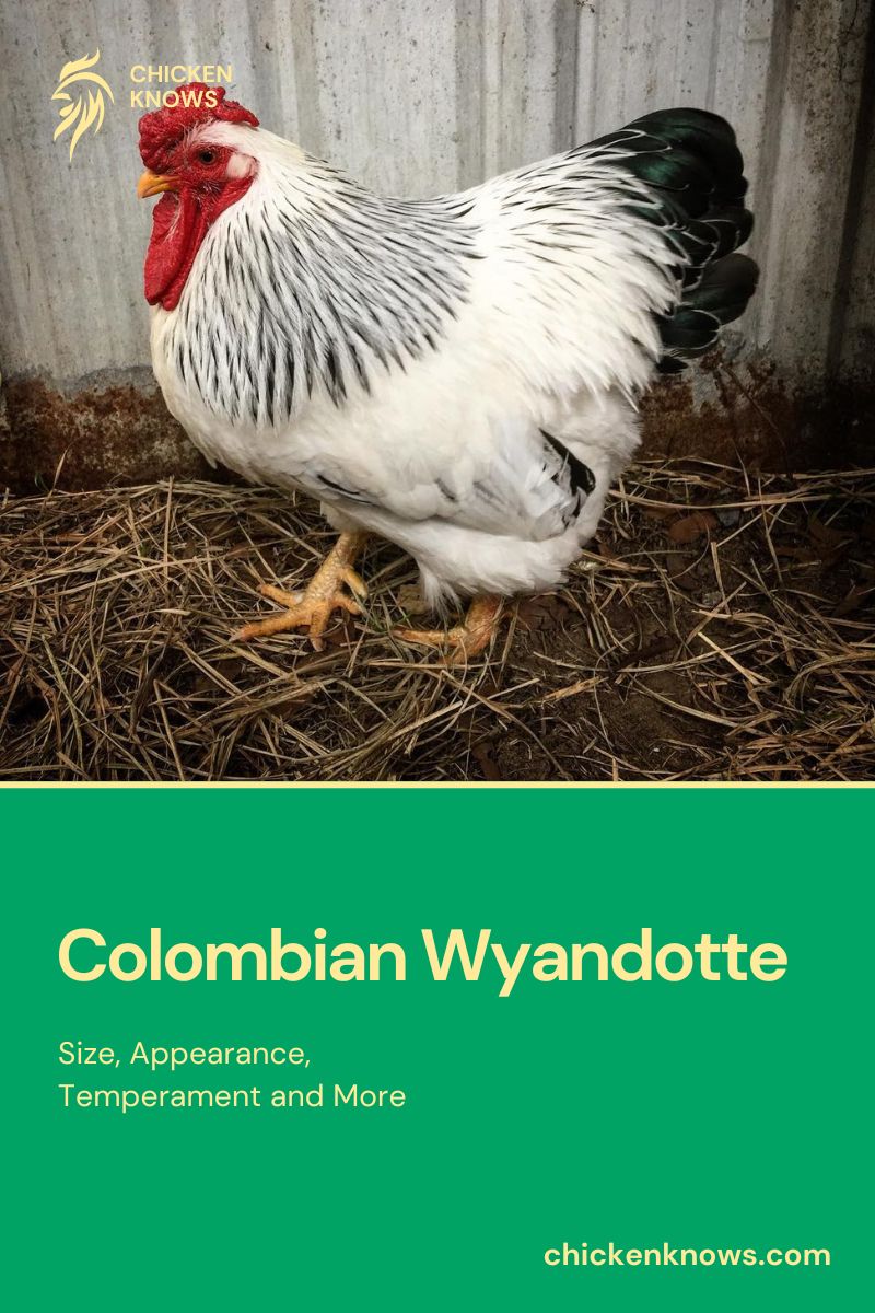 Colombian Wyandotte Size, Appearance, Temperament and More