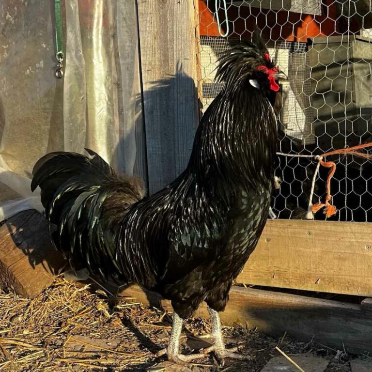 11 Best Black Chicken Breeds With Pictures