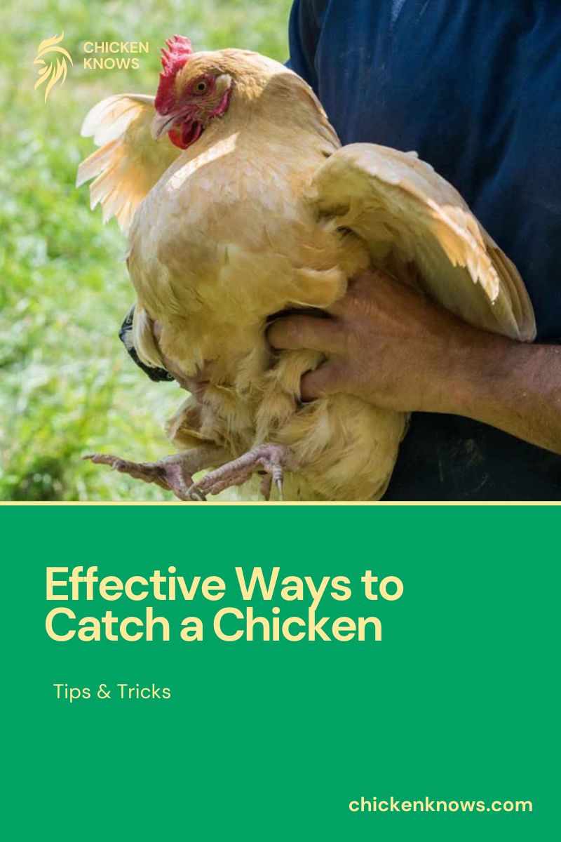 Effective Ways to Catch a Chicken