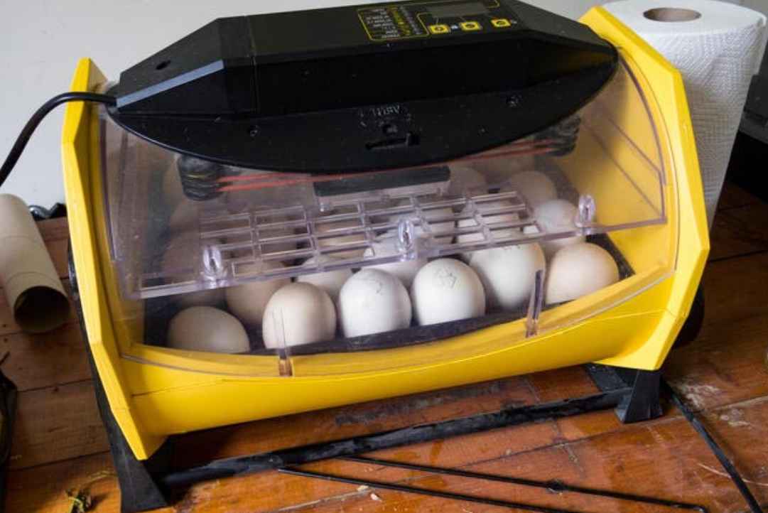 Setting Eggs