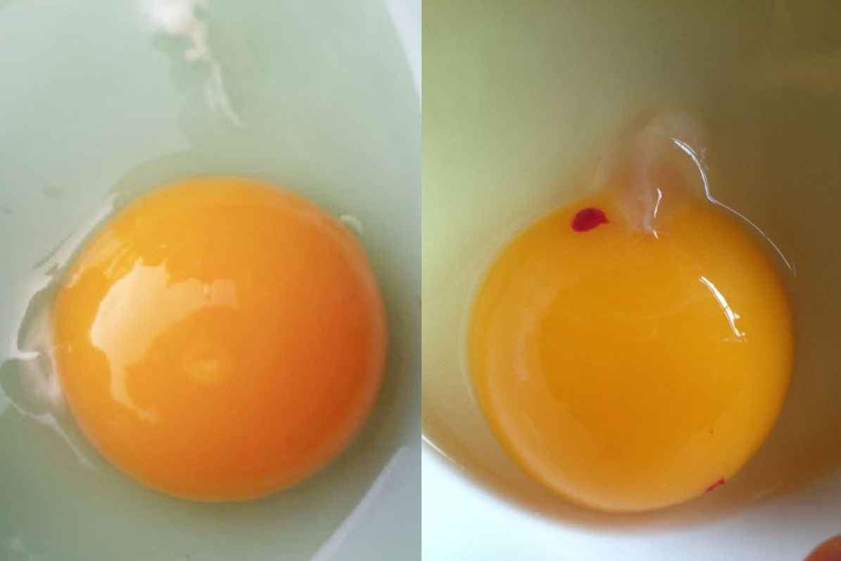Fertilized Eggs vs. Unfertilized Eggs