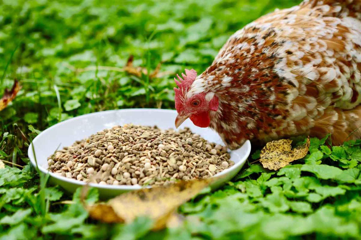 Have your Chickens Tempted with Yummy and Enticing Treats