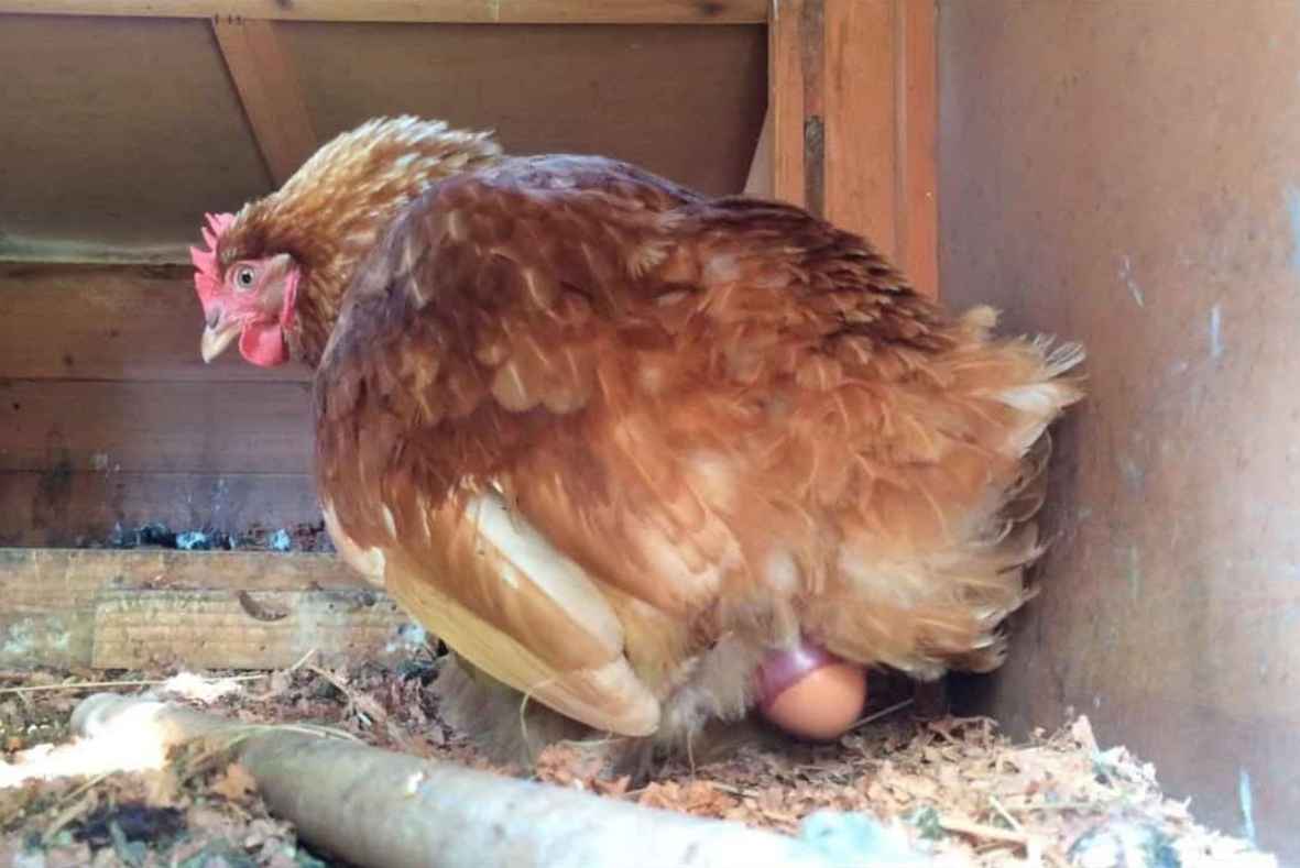 How Hens Produce Eggs