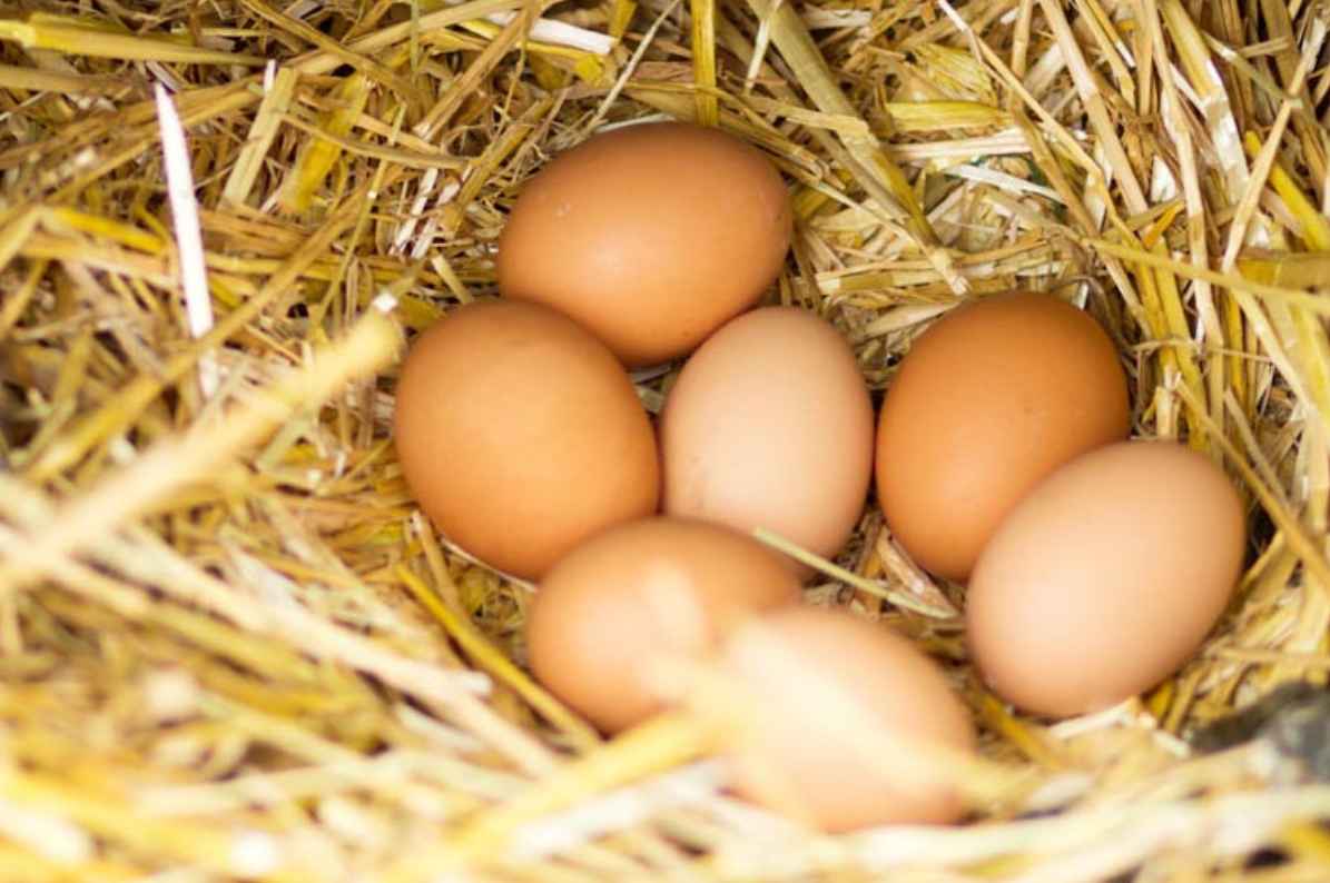 How to Find Fertilized Eggs