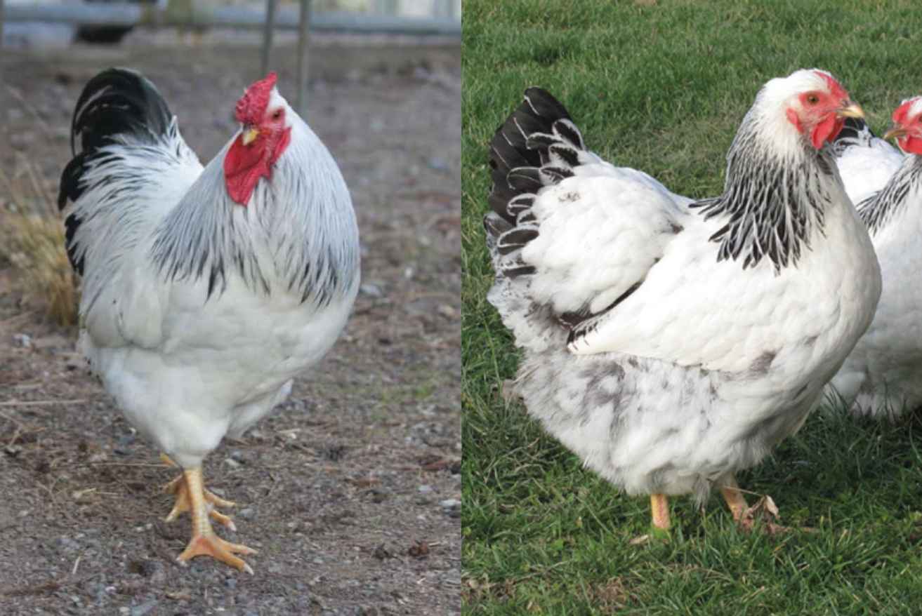 How to differentiate Wyandotte roosters and hens