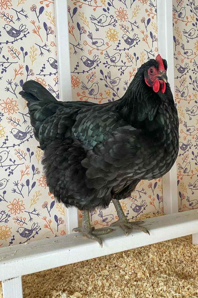Jersey Giant Chicken