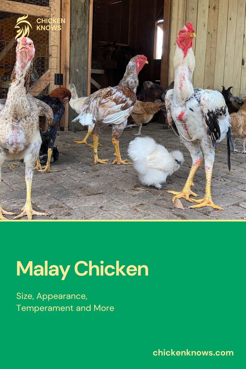 Malay Chicken Guide Profile, Uses, Varieties & Care Guide