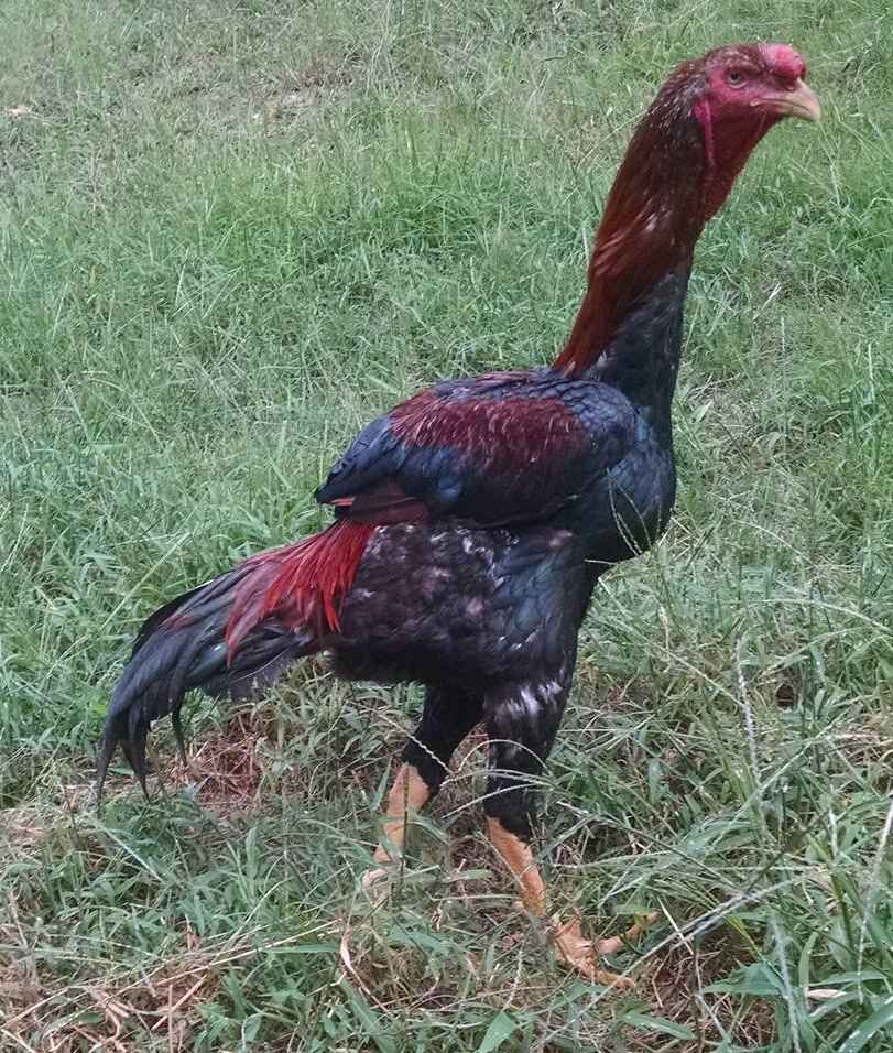Malay Red Pyle Chicken