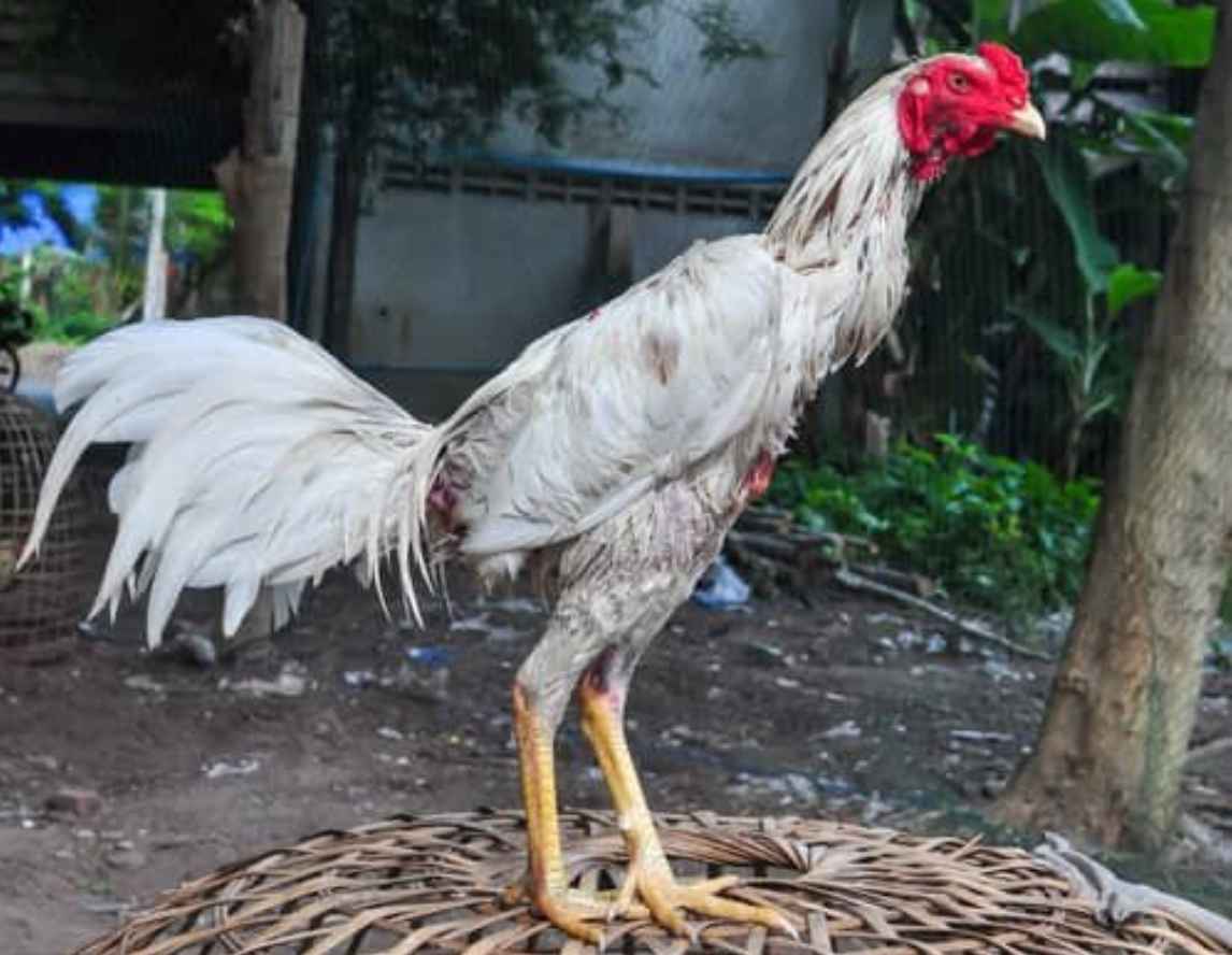 Malay White Chicken