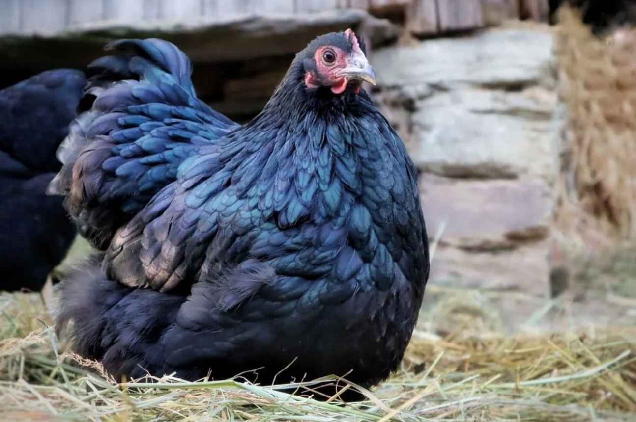 11 Best Black Chicken Breeds With Pictures