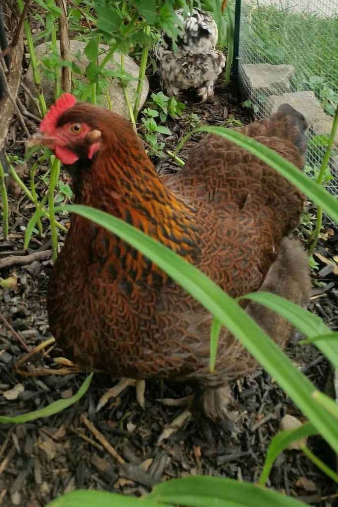 Partridge Cochin Chicken