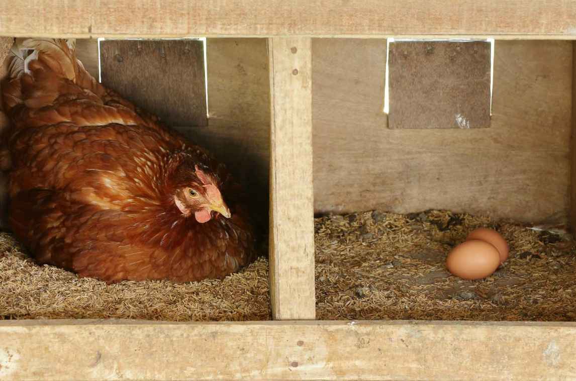 Preparing Hens for Laying