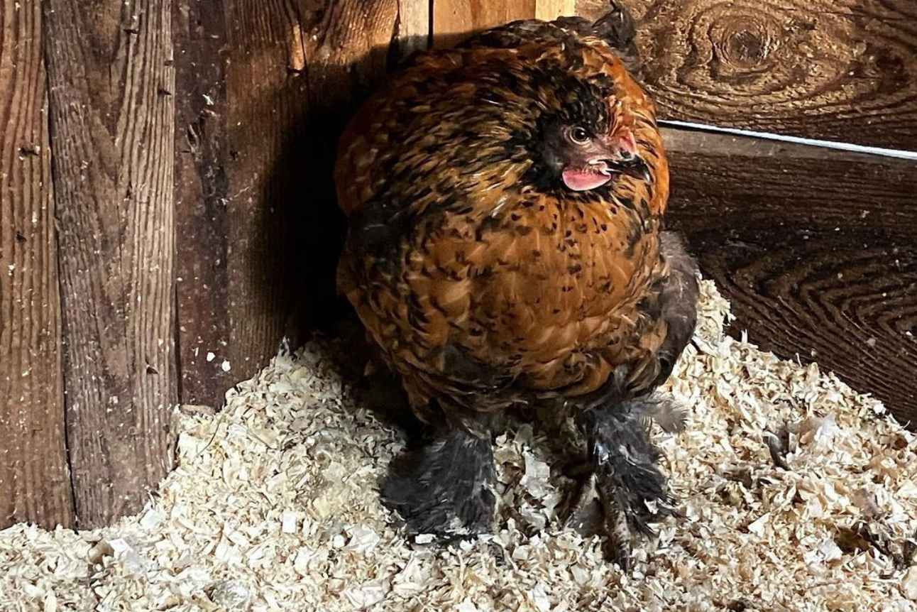Raising Cochin Chickens Notes and Reminders