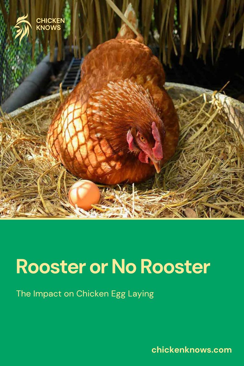 Rooster or No Rooster The Impact on Chicken Egg Laying