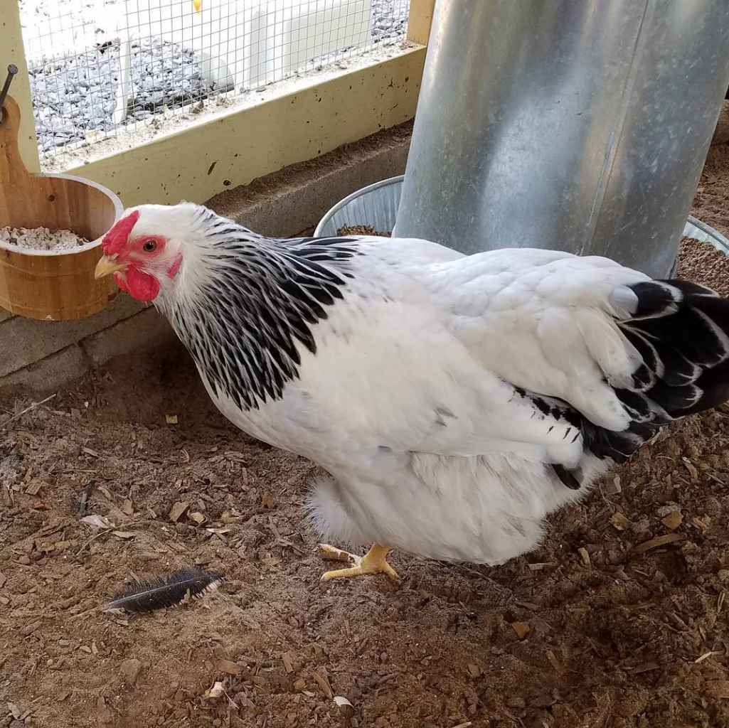 Should you build a coop, a run, or both for your Colombian Wyandotte chickens