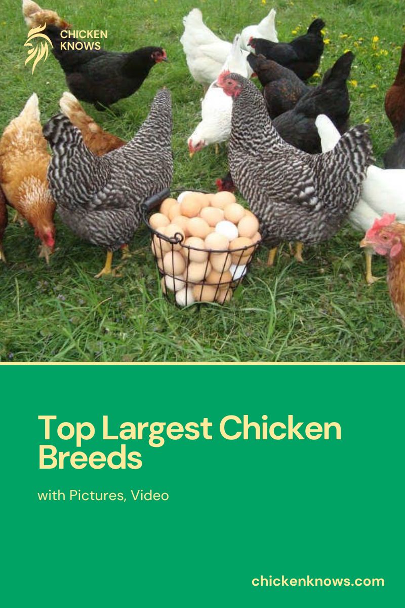 Top Largest Chicken Breeds