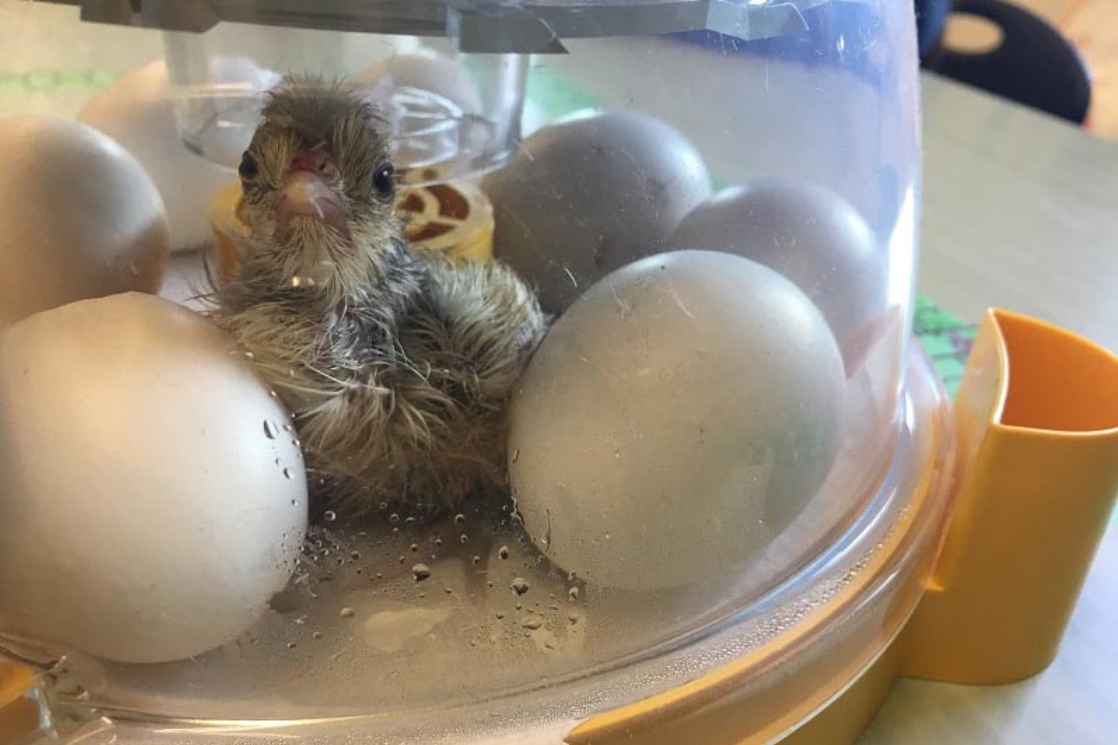 Hatching Day