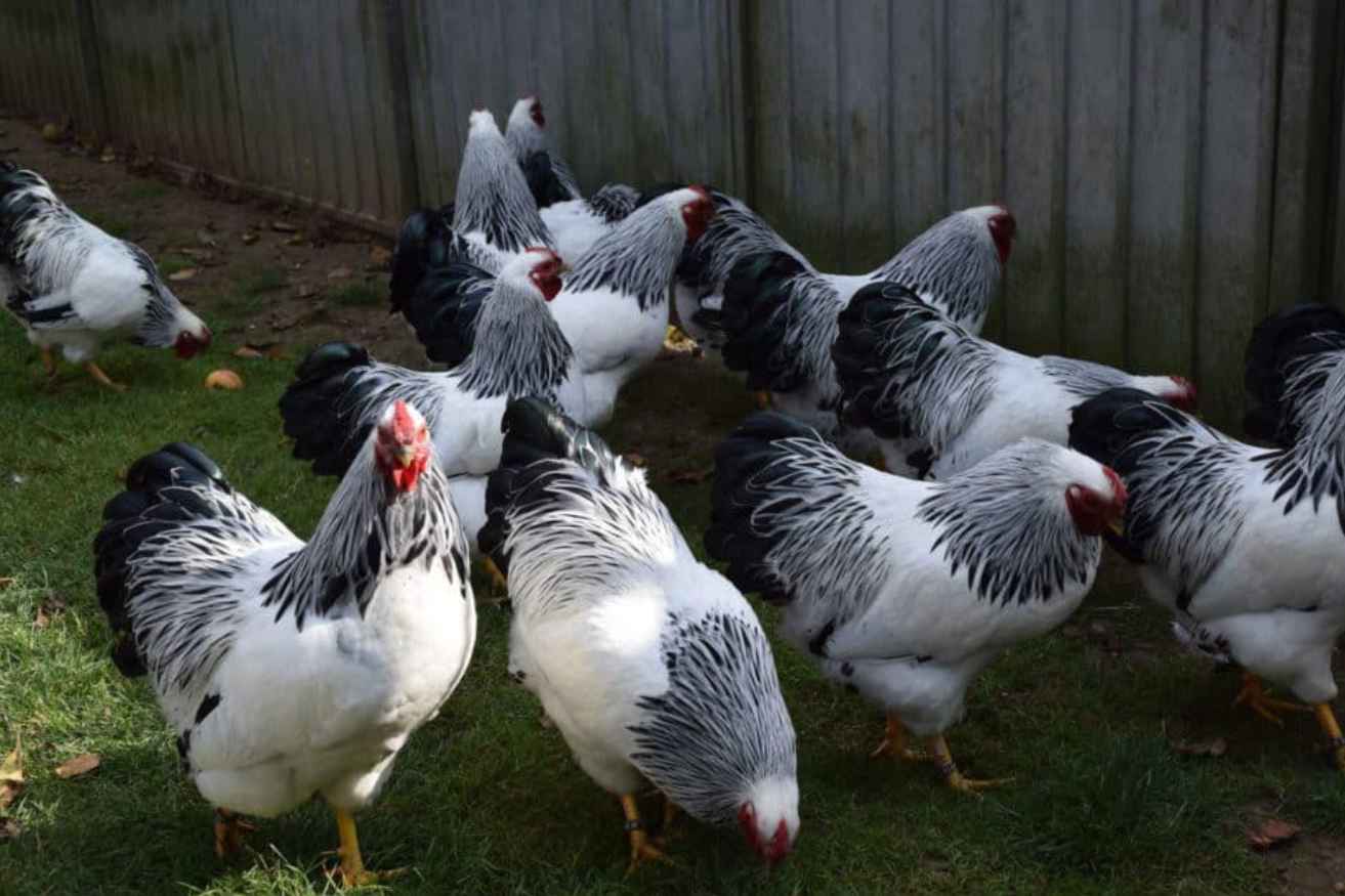 What are the features of an ideal roost spot for your Colombian Wyandotte chicken