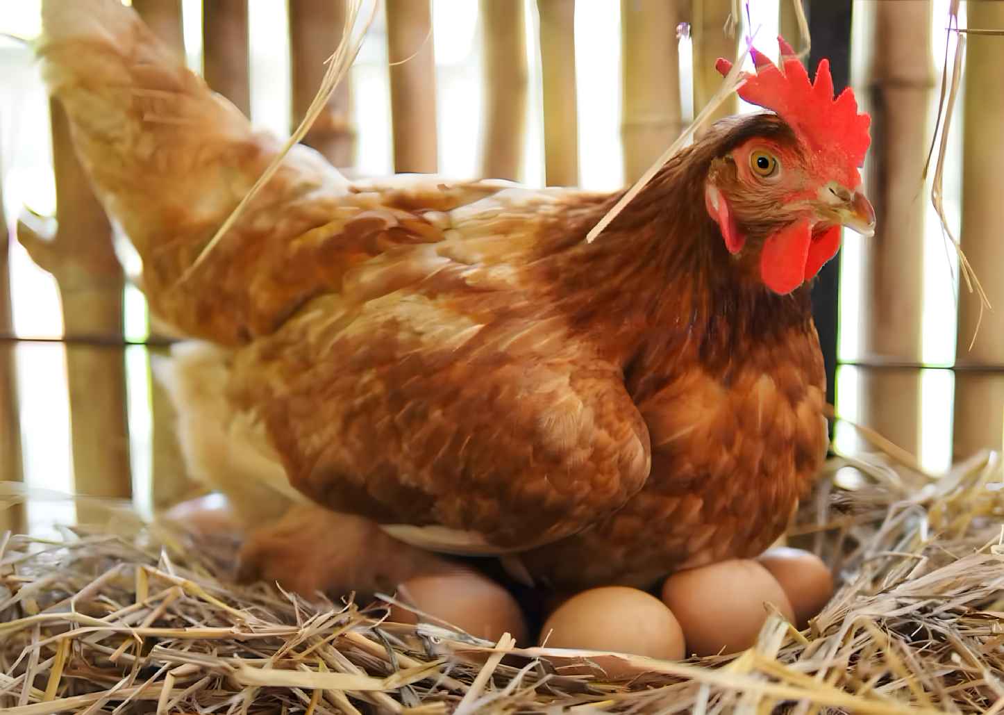 When Do Chickens Start Laying Eggs