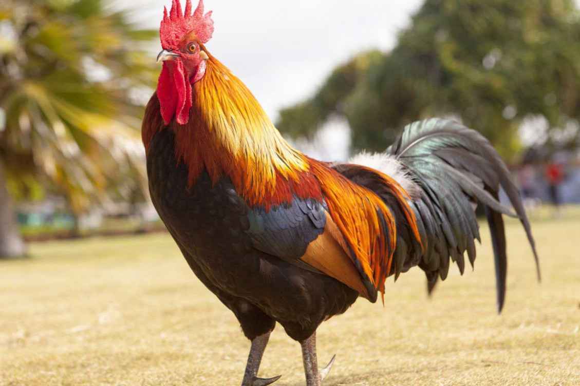 Why Do I Need a Rooster