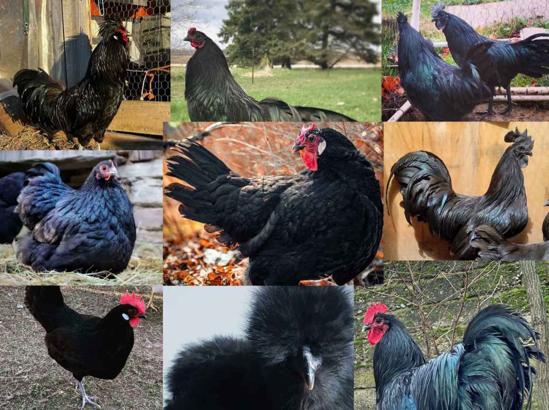 black-chicken-breeds