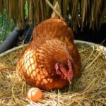 do-chickens-need-a-rooster-to-lay-eggs