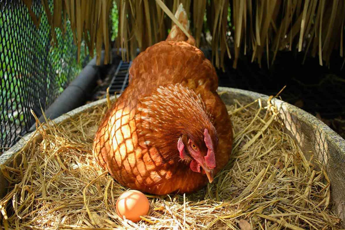 do-chickens-need-a-rooster-to-lay-eggs