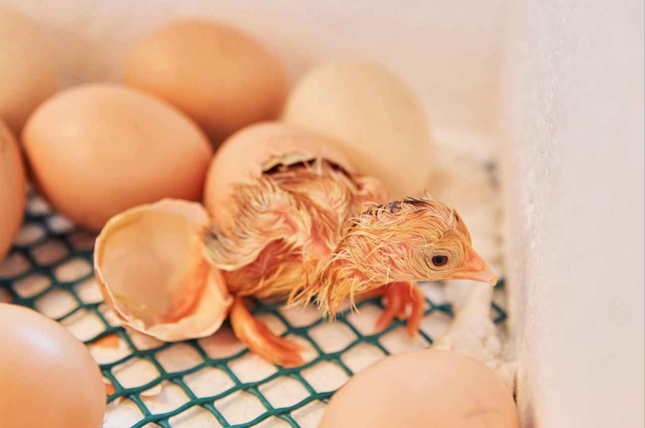 hatching-chicken-eggs